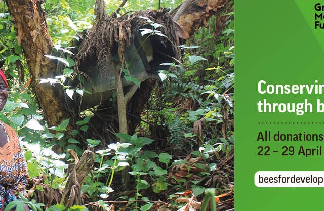 Monmouth Bee Festival 2025: Celebrate Bees