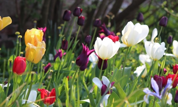 Monmouth foodbank supported by Open Gardens