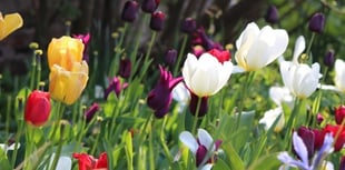 Monmouth foodbank supported by Open Gardens