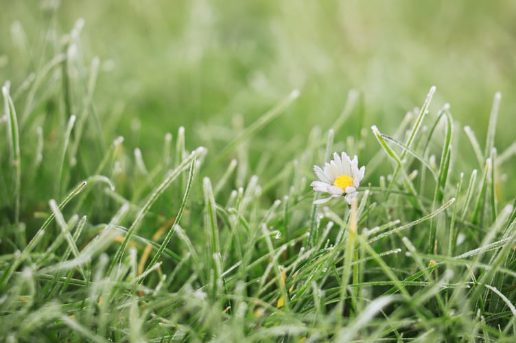 No mow May