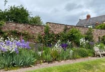 Join the Monmouth Bee Festival 2025