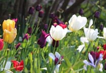 Support Monmouth Foodbank at garden open day