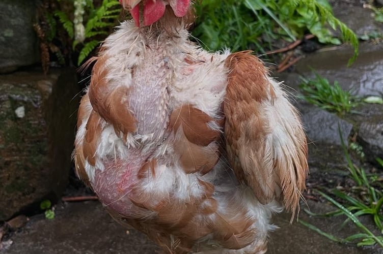 Bluebell the rehomed hen