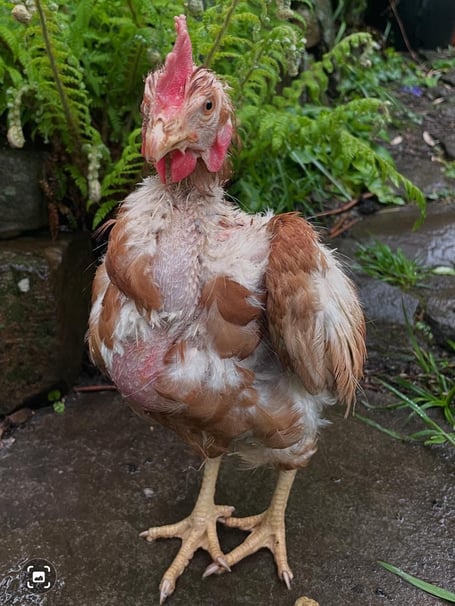 Bluebell the rehomed hen