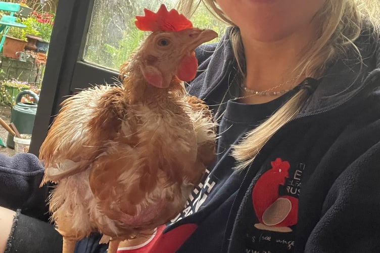 Hen
