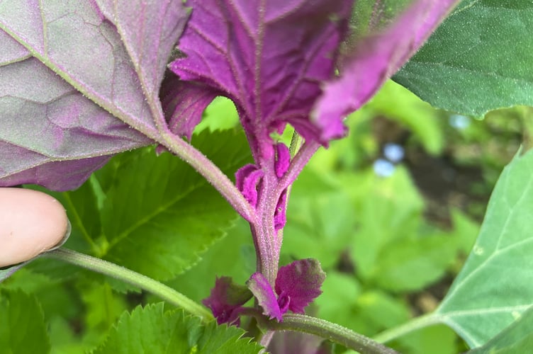 Glitter spinach