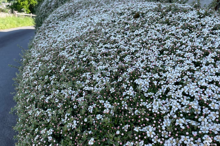 Cotoneaster bereft of insects
