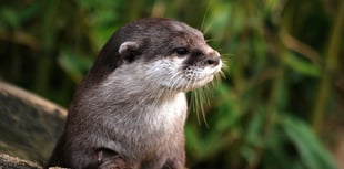 Forestry England gives otter-spotting tips on World Otter Day