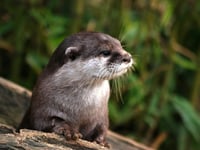 Forestry England gives otter-spotting tips on World Otter Day