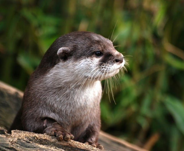 Forestry England gives otter-spotting tips on World Otter Day