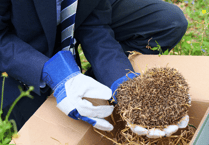 Hedgehog rescued by Monmouth school