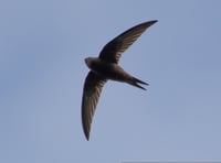 Swifts of Usk talk and walk event