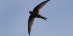 Swifts of Usk talk and walk event