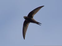Swifts of Usk talk and walk event