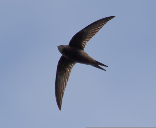 Swifts of Usk talk and walk event