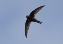 Join the Swifts of Usk for an evening talk and walk