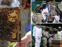 Monmouth School students learn beekeeping