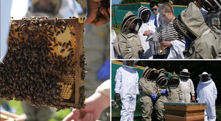 Haberdashers Monmouth school had their first bee colony