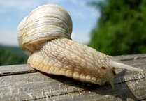 Snail restaurant supplier looks for 'slow ahead' on holiday let bid