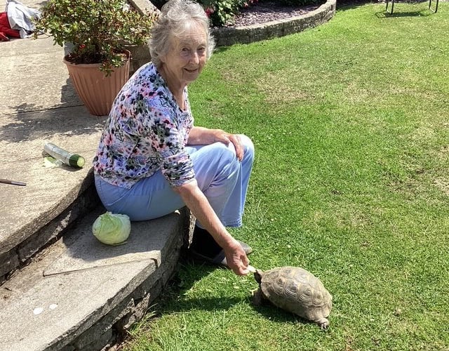 Speedy the tortoise with Jill Mancino. Photo released June 13 2025. A tortoise thought to be male for 41 years has laid four eggs. The pet called 'Speedy' always displayed ''male tendencies" including head butting shoes and mounting various objects.But owner Jill Mancino, 84, was stunned when after a play date with a friend's male tortoise Speedy started digging holes in the garden.And a vet trip revealed the Greek spur-thighed tortoise was in fact female and pregnant with four eggs.