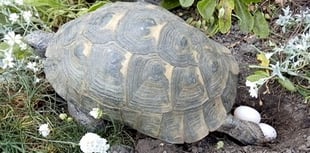 All systems slow as 'male' tortoise Speedy lays eggs after 41 years