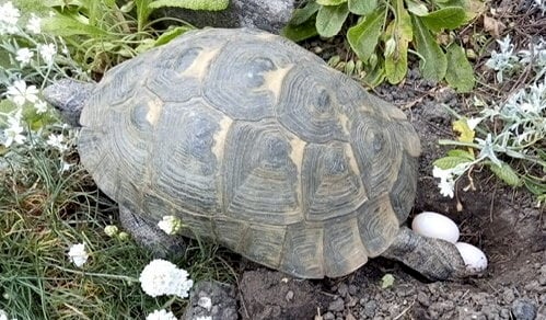 Speedy the tortoise laying eggs. Photo released June 13 2025. A tortoise thought to be male for 41 years has laid four eggs. The pet called 'Speedy' always displayed ''male tendencies" including head butting shoes and mounting various objects.But owner Jill Mancino, 84, was stunned when after a play date with a friend's male tortoise Speedy started digging holes in the garden.And a vet trip revealed the Greek spur-thighed tortoise was in fact female and pregnant with four eggs.
