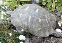 All systems slow as 'male' tortoise Speedy lays eggs after 41 years