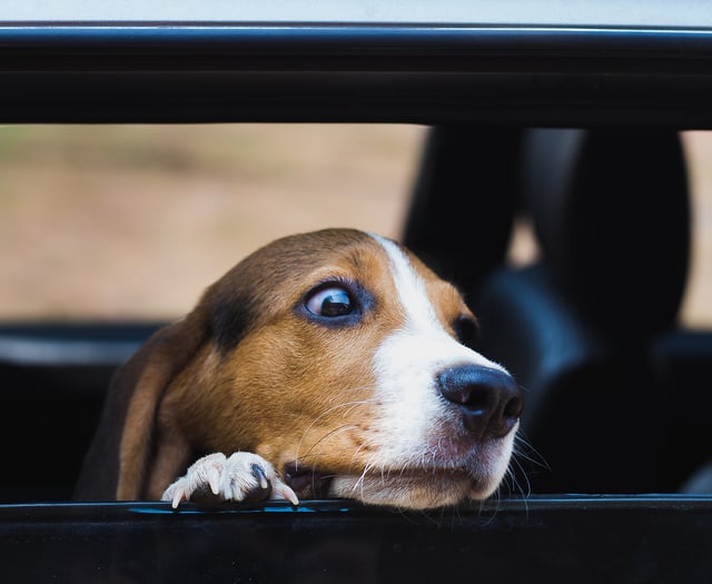 Keep dogs safe in cars as temperatures rise