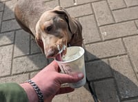 Monmouthshire pets enjoy summer fun