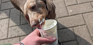 Monmouthshire pets enjoy summer fun