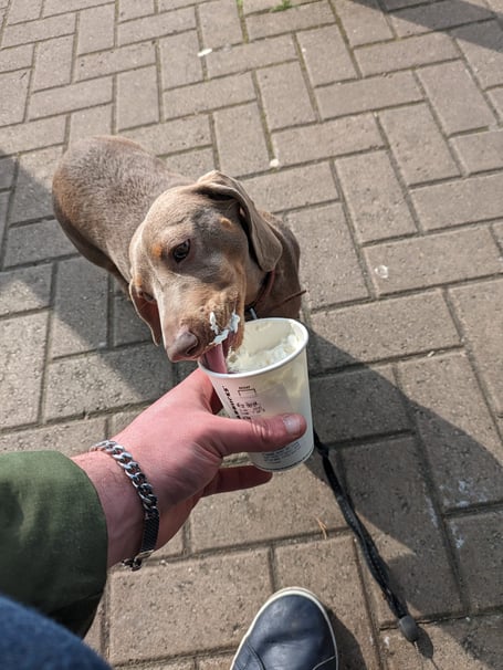 Belle enjoying a puppuccino