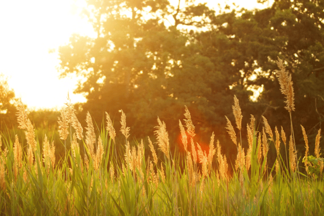 Record May heatwave forecast for UK