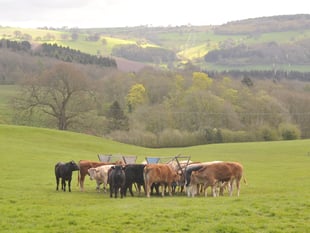 Welsh farmers hit by new livestock rules