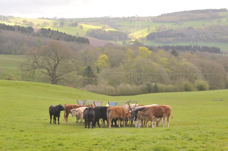 Farmers now face restrictions on where they buy their cattle
