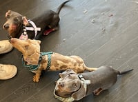 Tips to keep dogs safe in the Monmouthshire heat