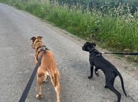 Scenic dog walks in Chepstow & Monmouth