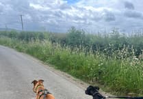 Explore Chepstow's scenic dog walks