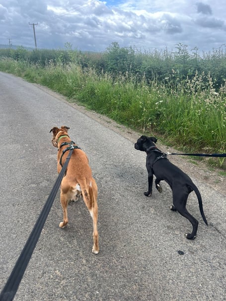 Cotswolds Dogs and Cats Home