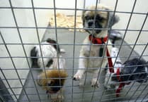 Rise in animal cruelty calls to the RSPCA in Wales