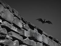 Town council look to protect bat habitat at Dixton