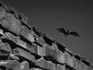 Town council look to protect bat habitat at Dixton