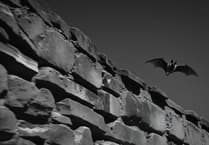 Town council look to protect bat habitat at Dixton