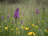 Monmouthshire boosts nature recovery