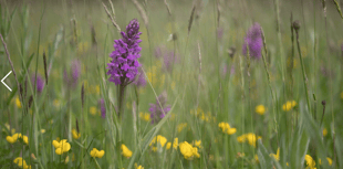 Monmouthshire boosts nature recovery