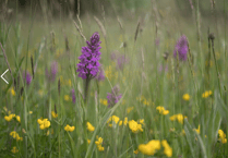 Monmouthshire acts to boost biodiversity