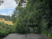 Fallen tree blocks road