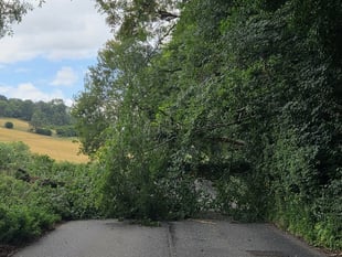 Fallen tree blocks road