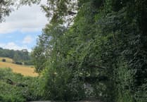 Fallen tree blocks road