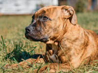 UK dog owners warned of garden dangers