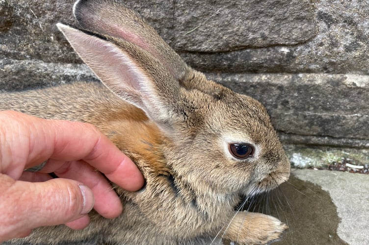 Rabbit
